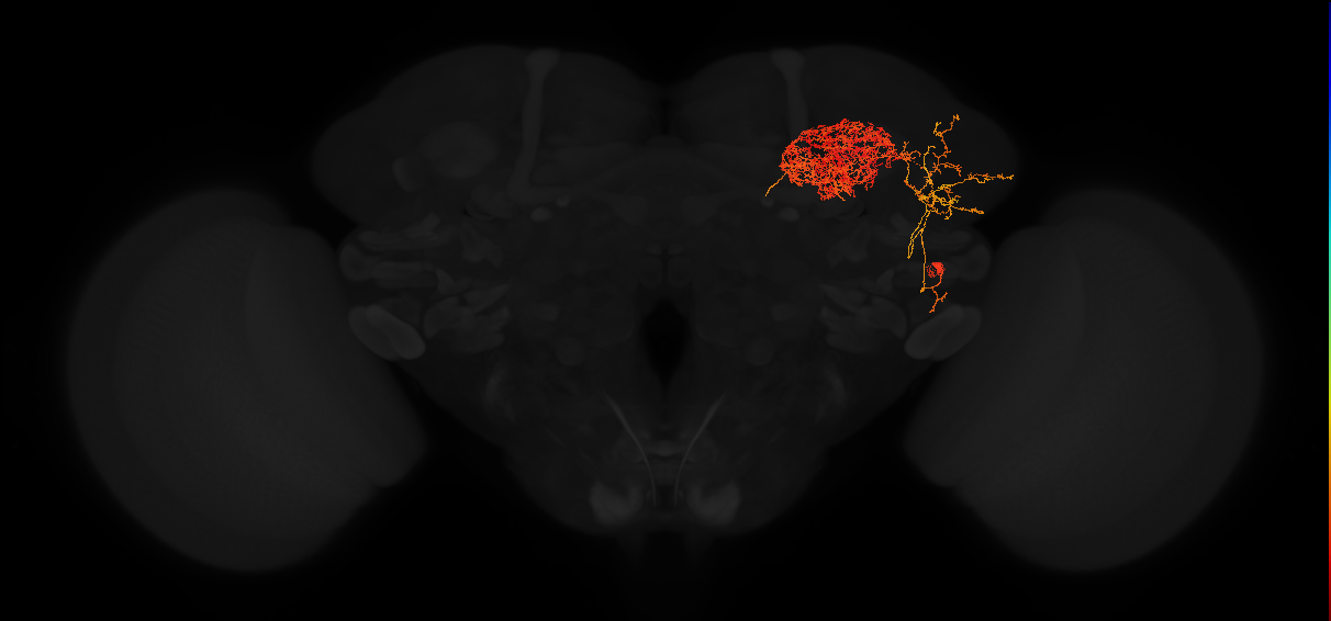 mushroom body calyx arborizing neuron 1