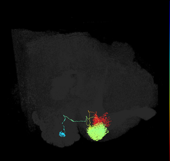 MBON09(y3B&bsol;'1)_R (FlyEM-HB:1078693835)