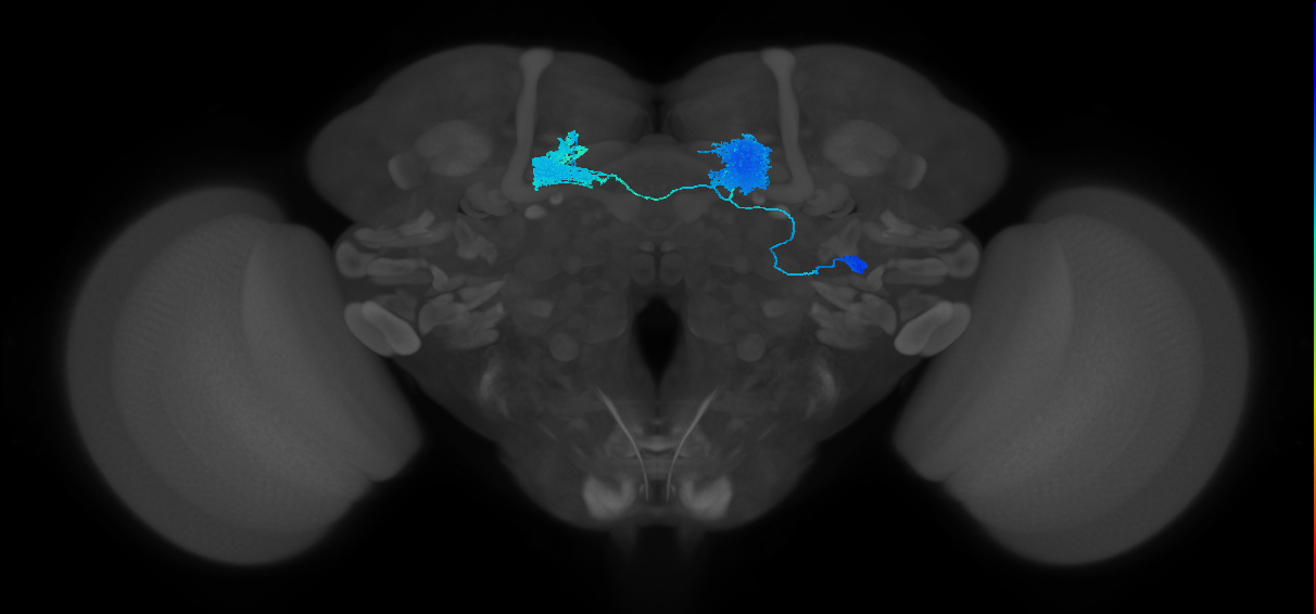 MBON09(y3B&bsol;'1)_R (FlyEM-HB:1078693835)