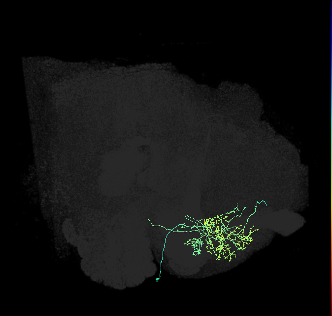 MBON10(B&bsol;'1)_R (FlyEM-HB:672352543)