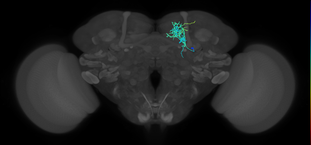 MBON10(B&bsol;'1)_R (FlyEM-HB:672352543)