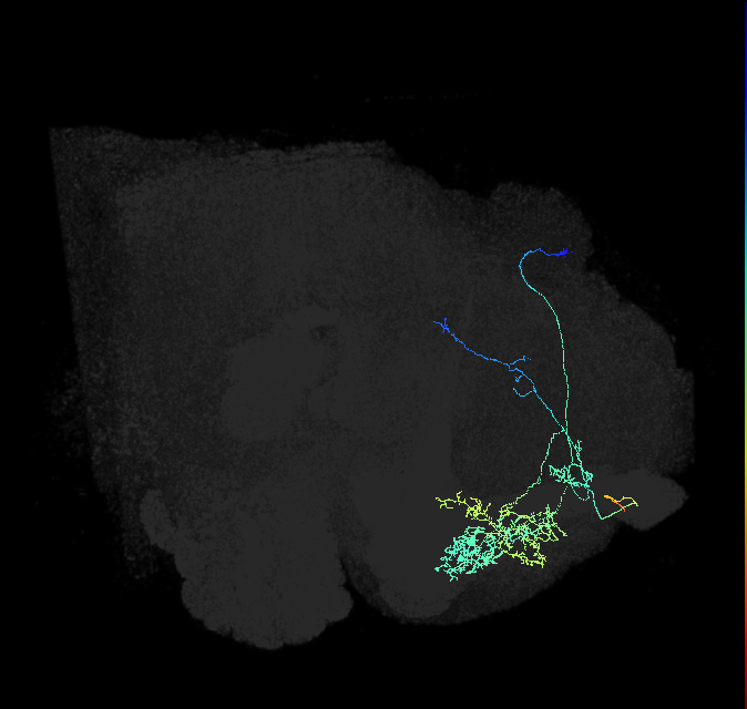 MBON15-like(a&bsol;'1a&bsol;'2)_R (FlyEM-HB:457175171)
