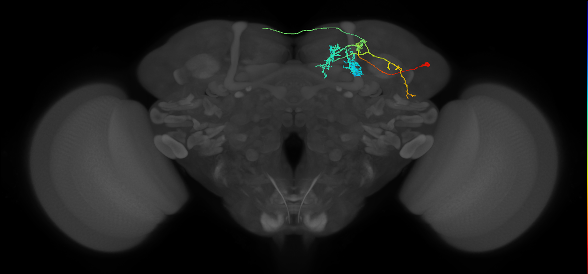 MBON15-like(a&bsol;'1a&bsol;'2)_R (FlyEM-HB:457175171)