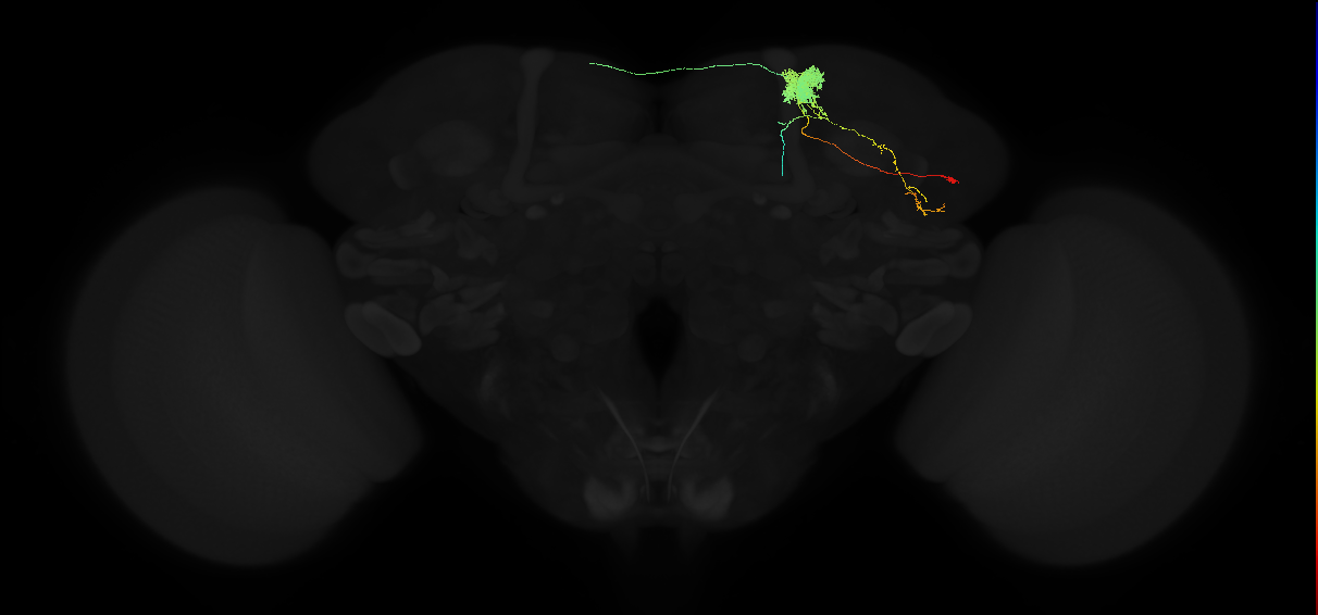mushroom body vertical lobe arborizing neuron 2