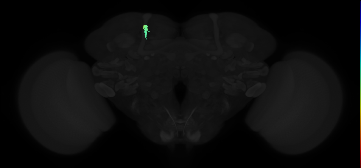 mushroom body output neuron 18