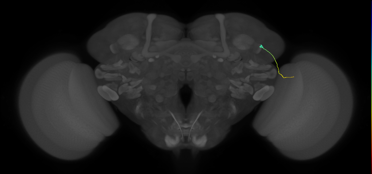 MC61 (FlyEM-HB:1108787548)