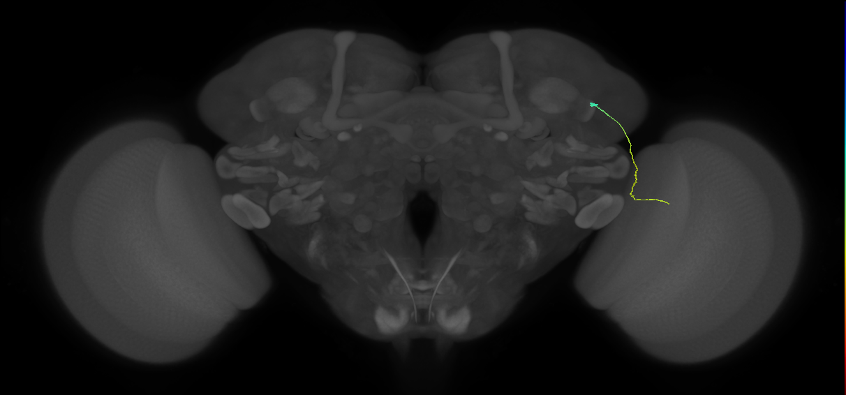 MC61 (FlyEM-HB:1107764141)