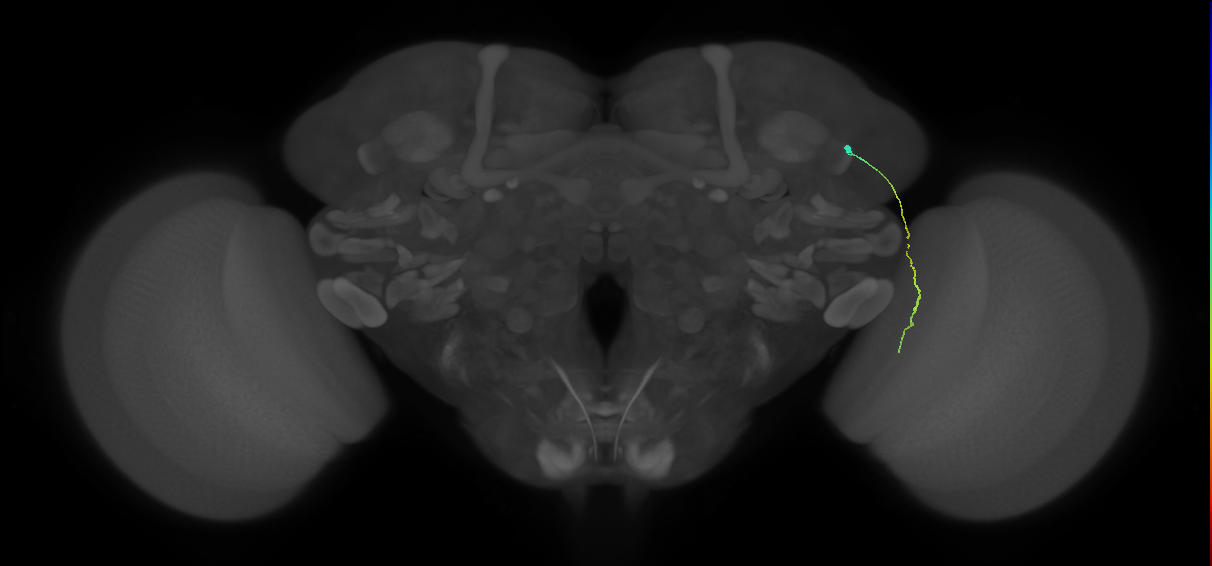 MC61 (FlyEM-HB:1109133043)