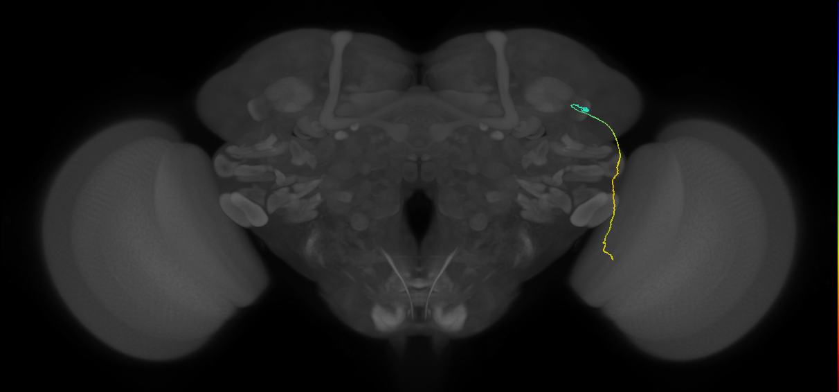 MC61 (FlyEM-HB:1140188920)