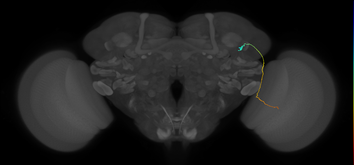 MC61 (FlyEM-HB:1167088413)