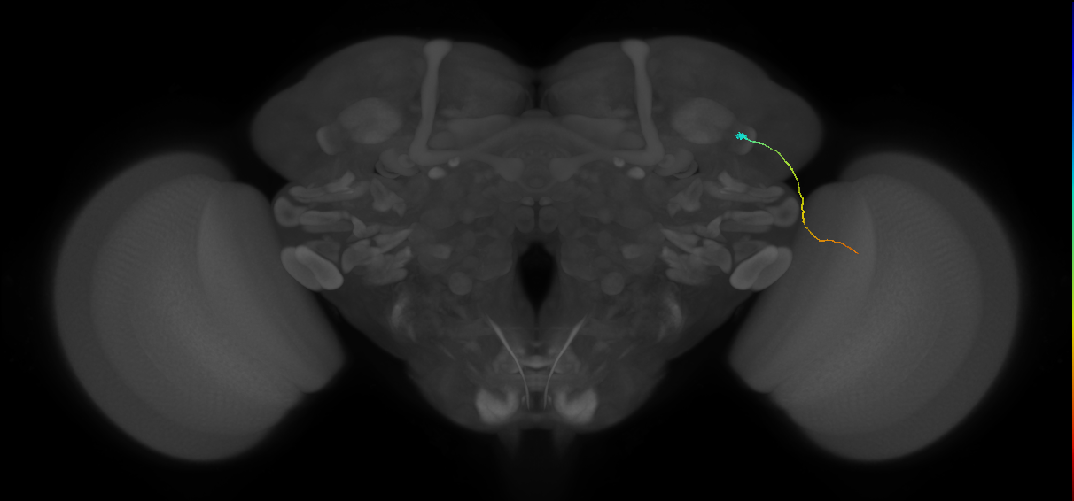 MC61 (FlyEM-HB:1168461253)