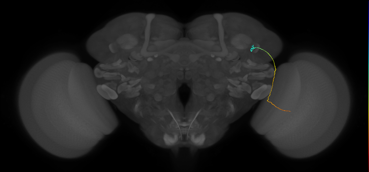 MC61 (FlyEM-HB:1138462517)