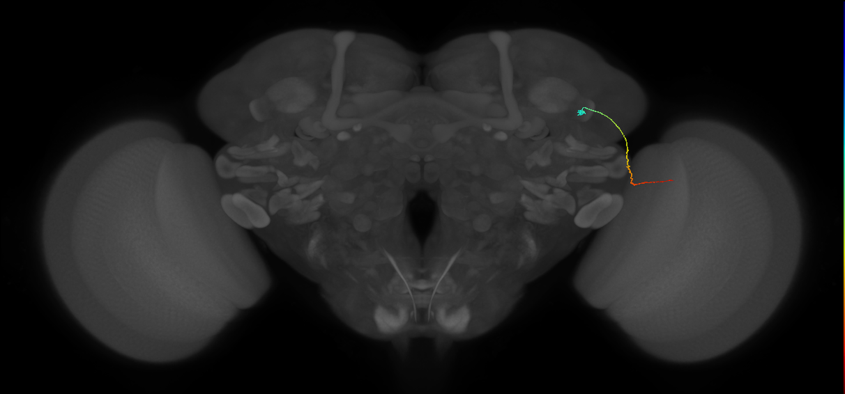 MC61 (FlyEM-HB:1138807902)