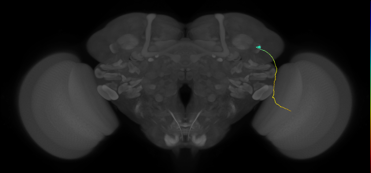 MC61 (FlyEM-HB:1199491728)