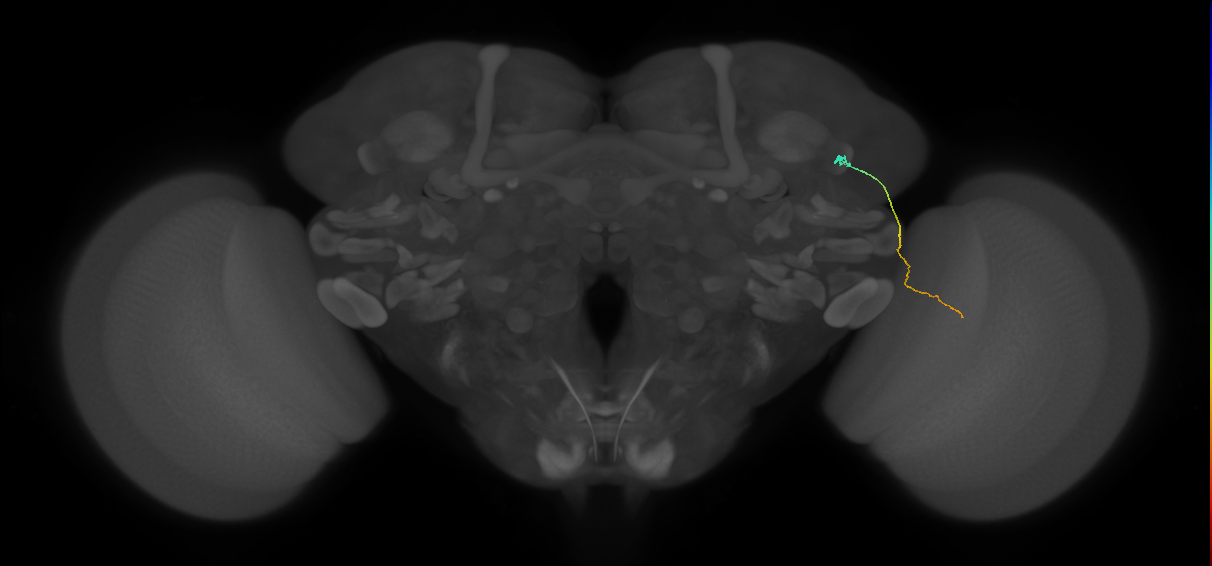 MC61 (FlyEM-HB:1171211215)