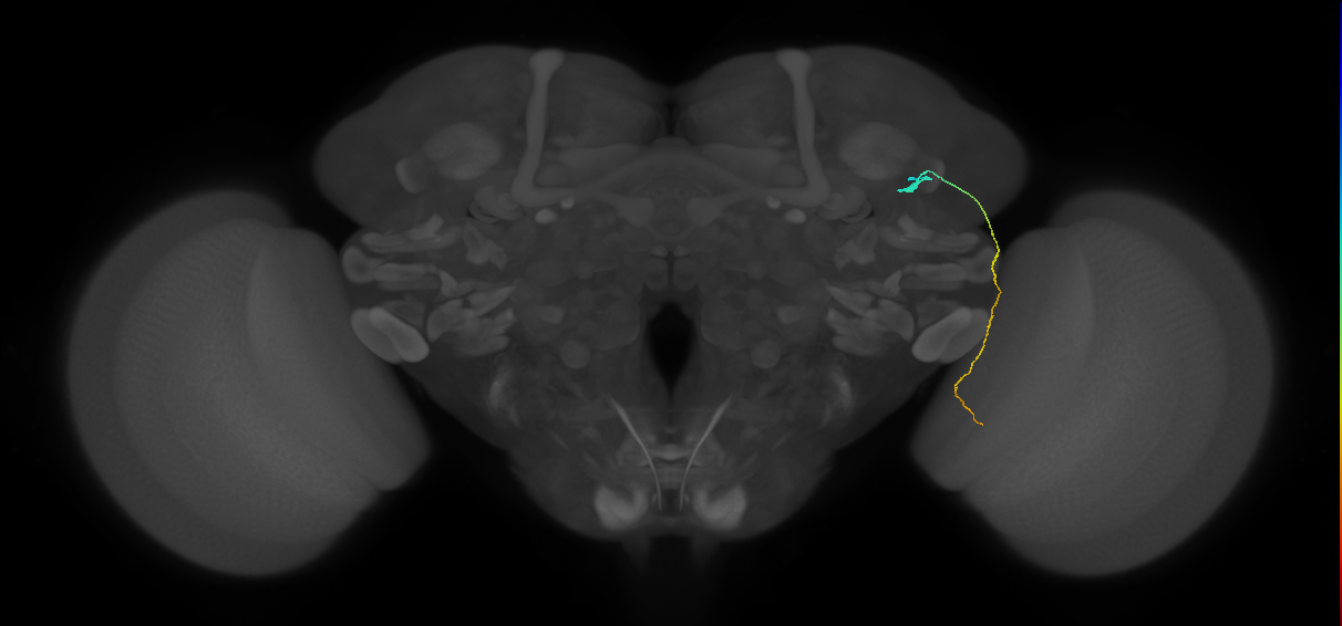 MC61 (FlyEM-HB:1170179364)