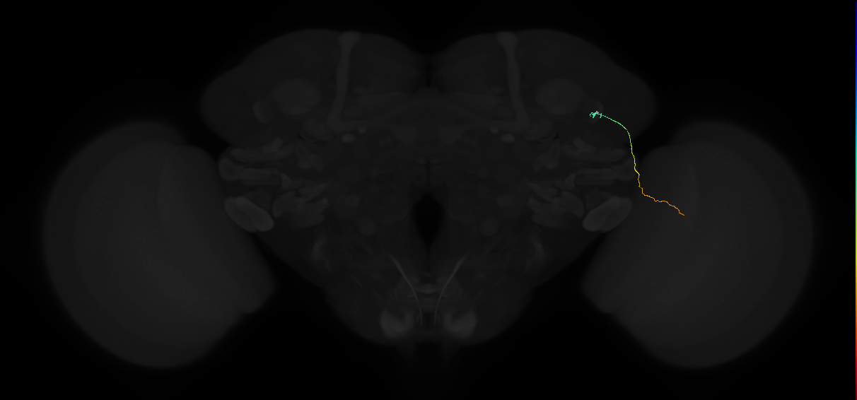 adult optic lobe neuron
