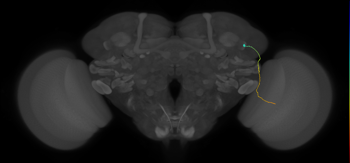 MC61 (FlyEM-HB:1506076819)