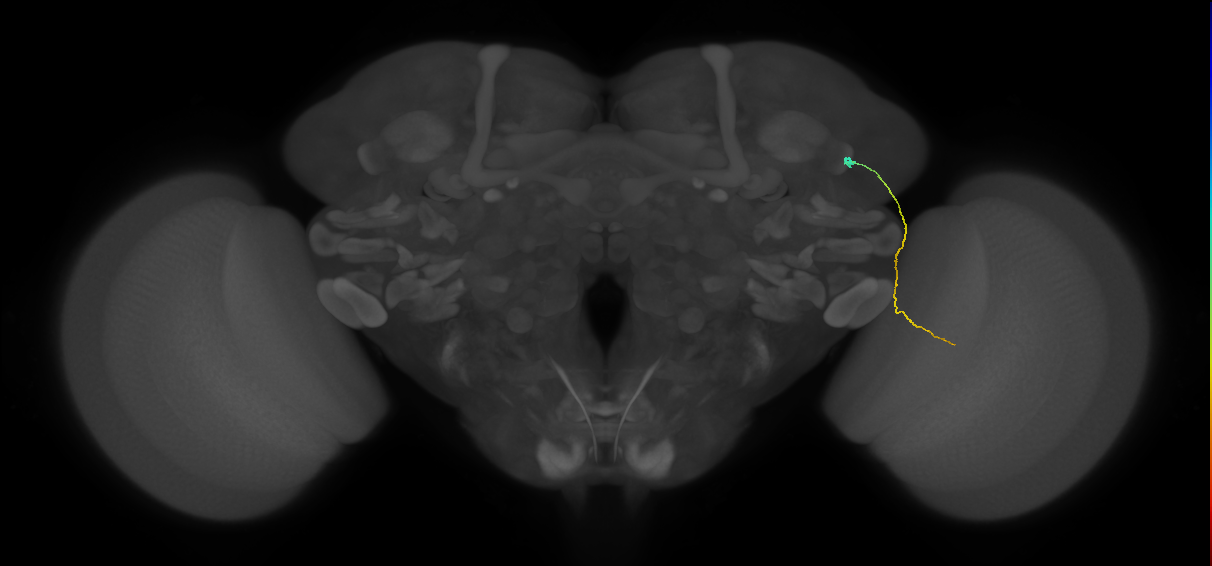 MC61 (FlyEM-HB:1169151895)