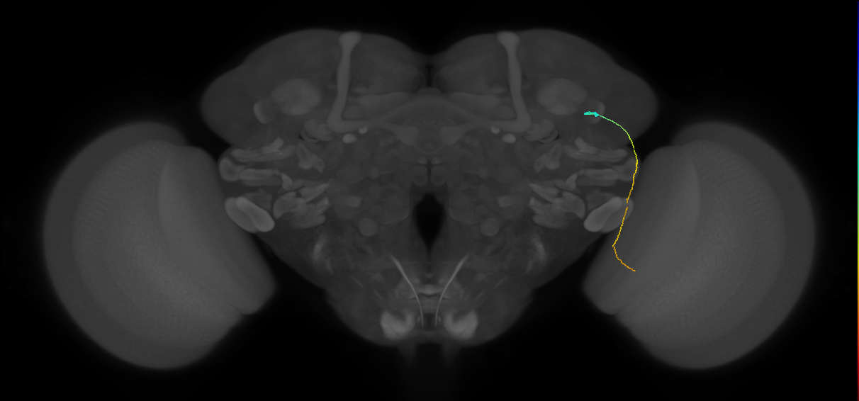 MC61 (FlyEM-HB:1200527805)