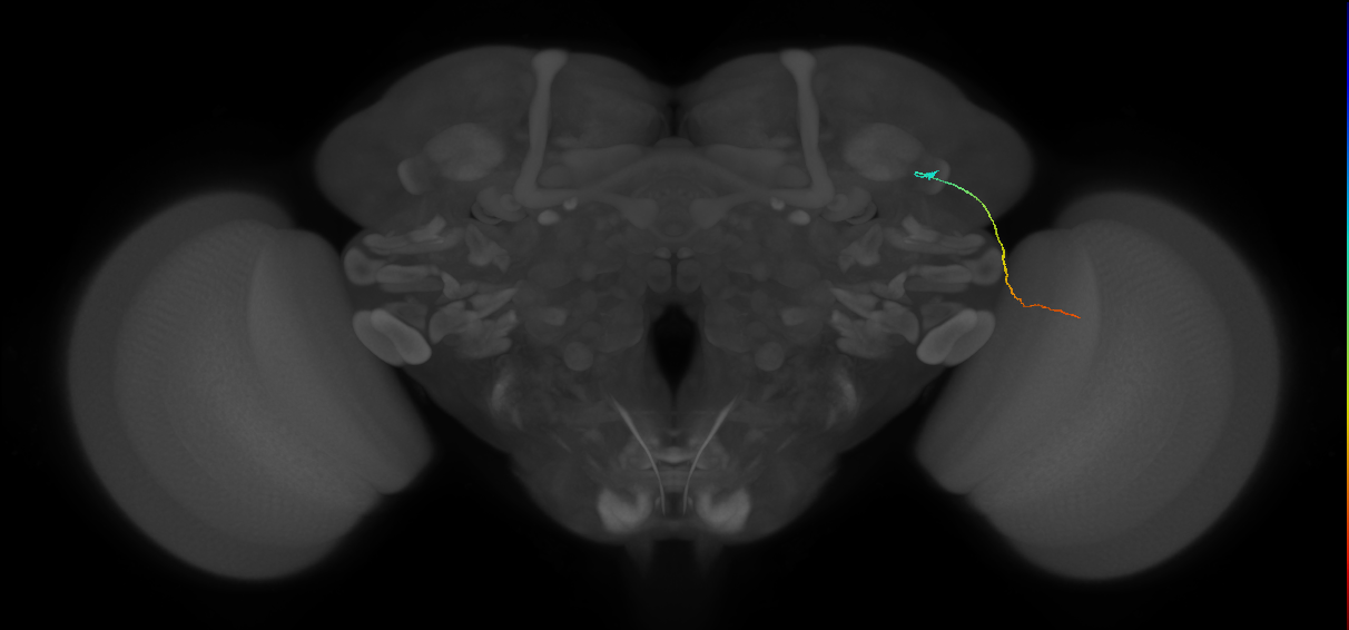 MC61 (FlyEM-HB:1170874403)