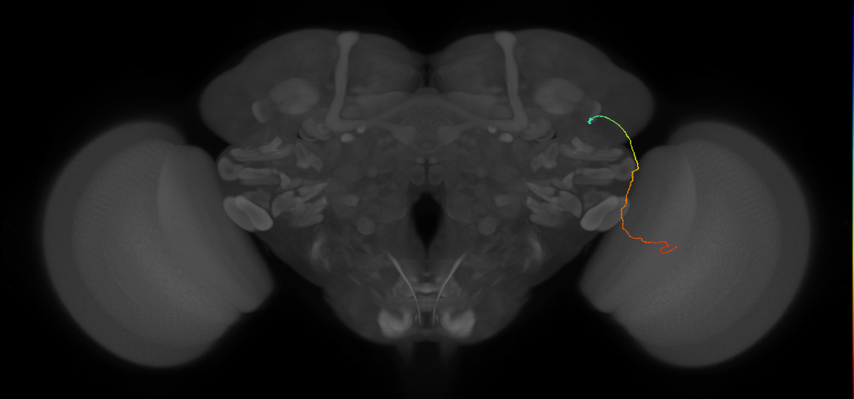 MC61 (FlyEM-HB:1199837196)