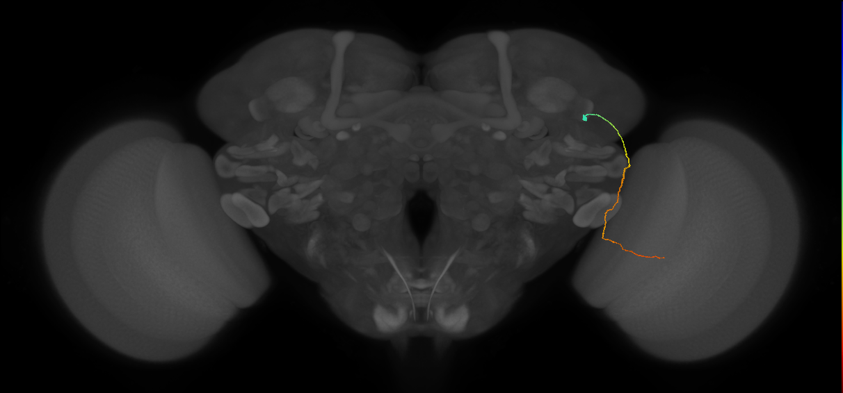 MC61 (FlyEM-HB:1199496273)