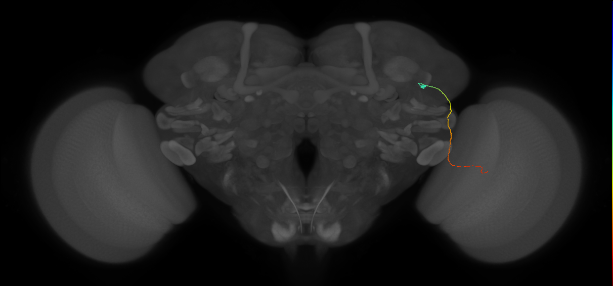 MC61 (FlyEM-HB:1229166980)