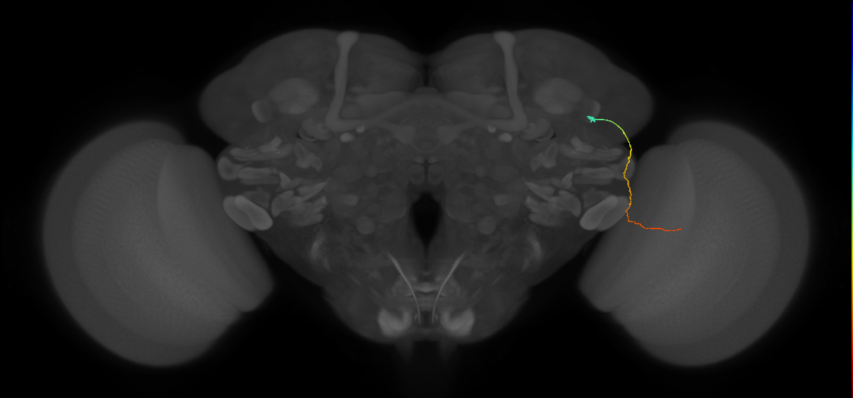 MC61 (FlyEM-HB:1228817202)