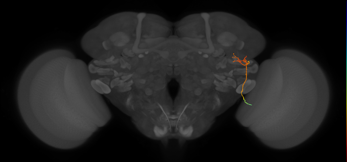 MC62(LWF5)_R (FlyEM-HB:1159607159)