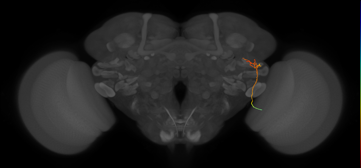 MC62(LWF5)_R (FlyEM-HB:1190646632)