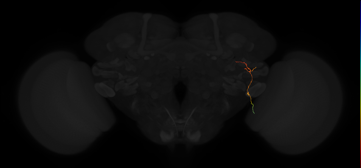 medulla columnar neuron MC62