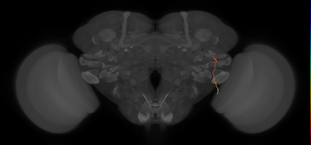MC62(LWF5)_R (FlyEM-HB:1563078168)