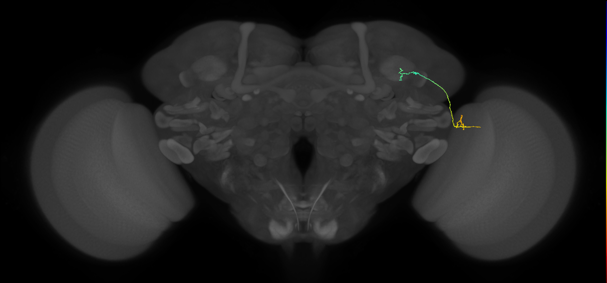 MC64 (FlyEM-HB:984018803)