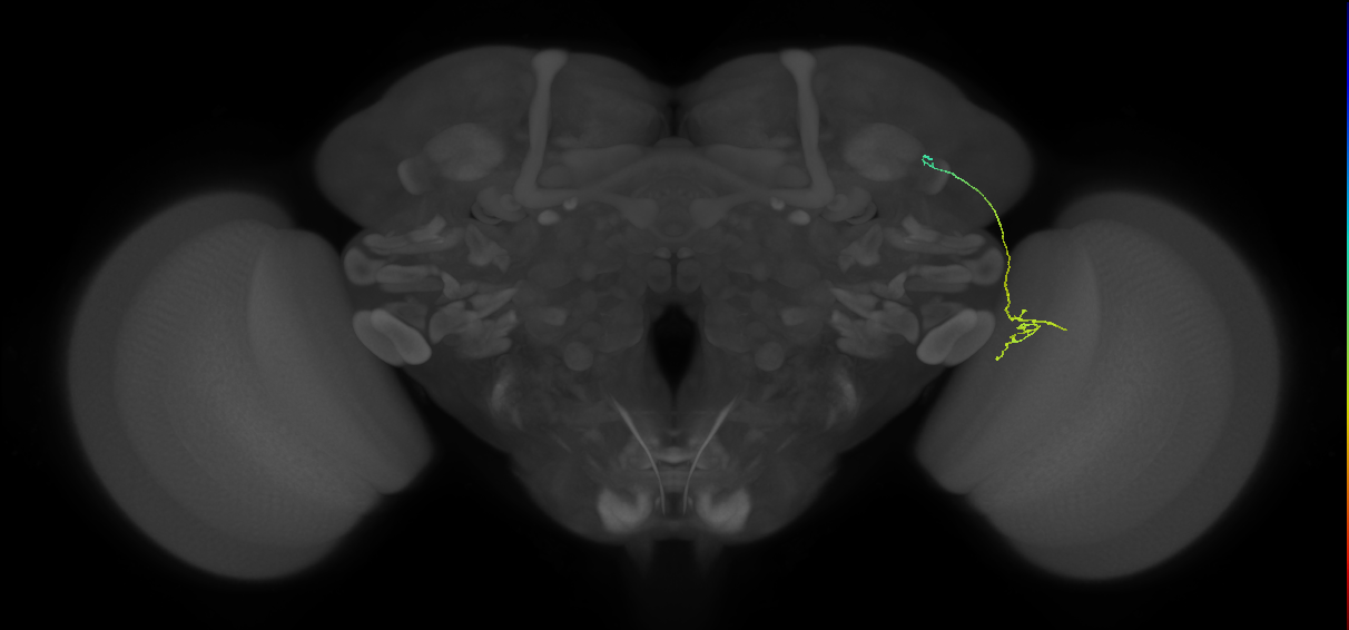 MC64 (FlyEM-HB:1537443909)