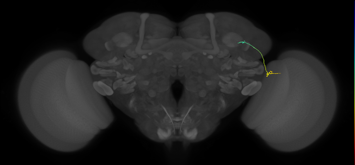 MC64 (FlyEM-HB:1566769457)
