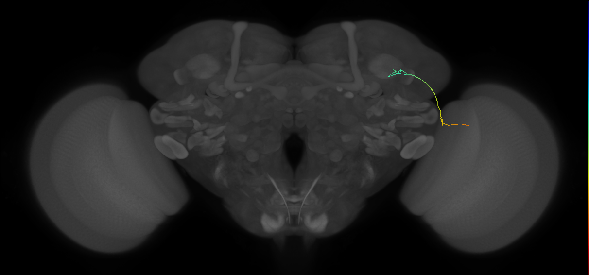 MC64 (FlyEM-HB:1077434622)
