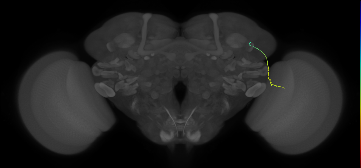 MC64 (FlyEM-HB:1078106866)