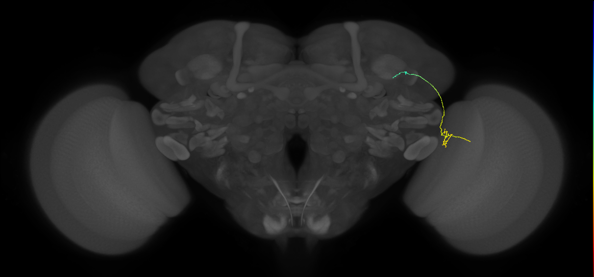 MC64 (FlyEM-HB:1475719629)