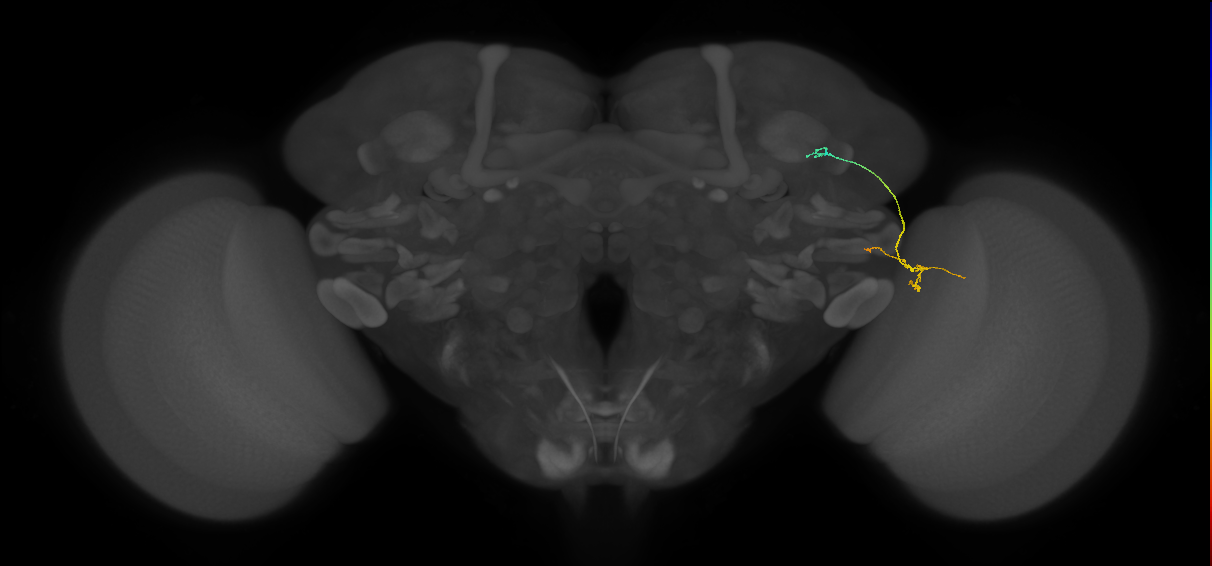 MC64 (FlyEM-HB:1108472508)