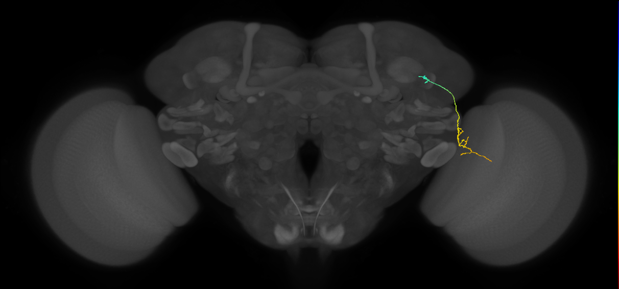 MC64 (FlyEM-HB:1108813935)
