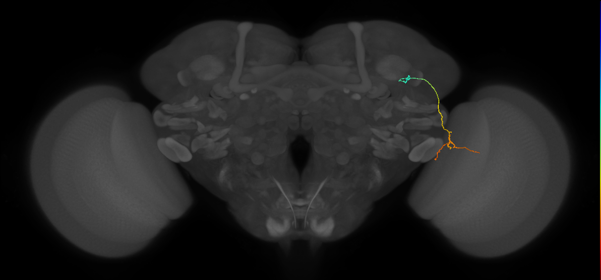 MC64 (FlyEM-HB:1197791054)