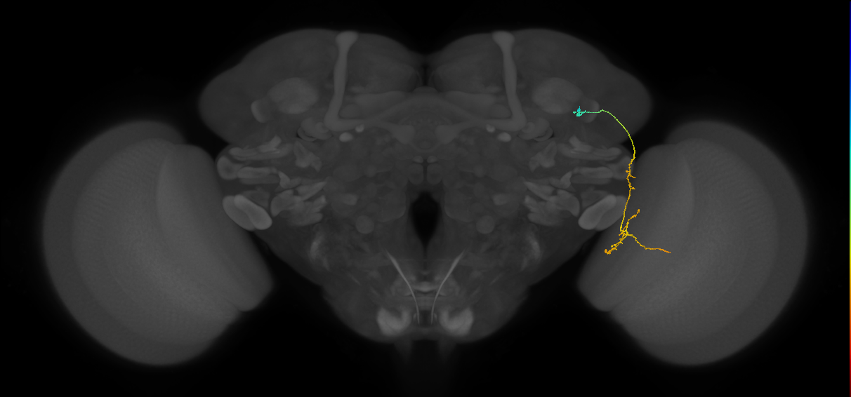 MC64 (FlyEM-HB:1136740146)