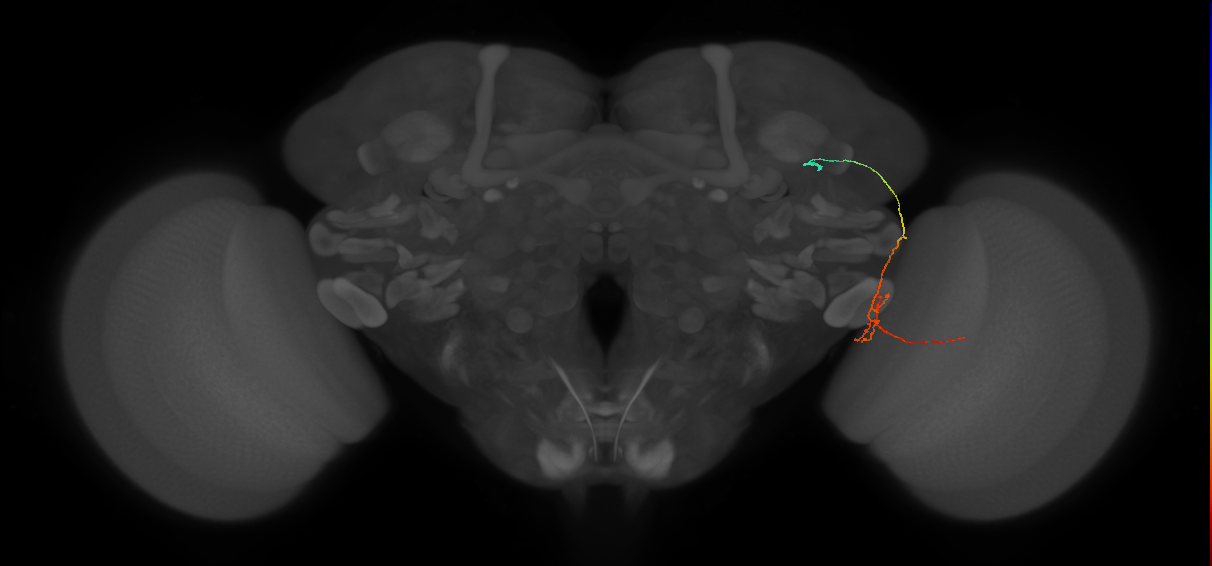 MC64 (FlyEM-HB:1532695435)