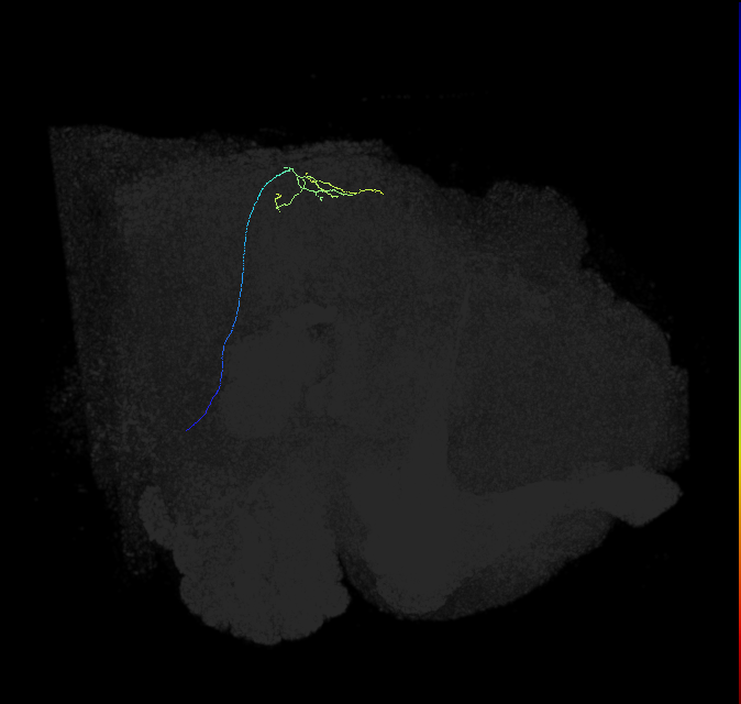 MC66 (FlyEM-HB:1591509829)