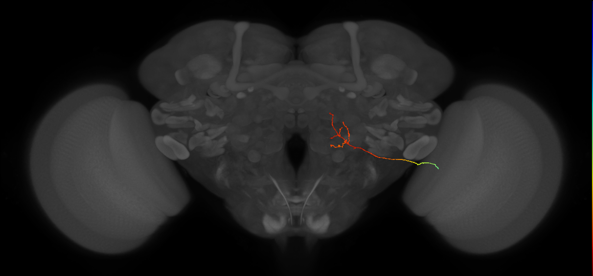 MC66 (FlyEM-HB:1591509829)