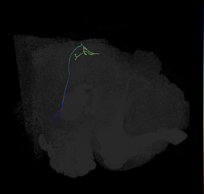 MC66 (FlyEM-HB:5812987482)