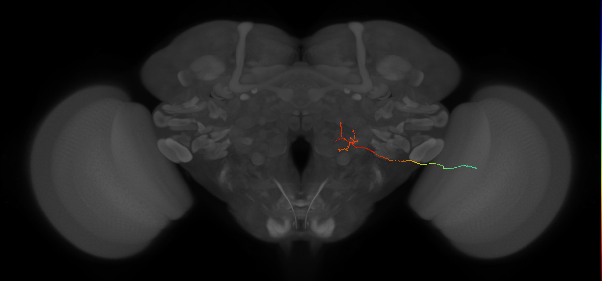 MC66 (FlyEM-HB:5812987482)