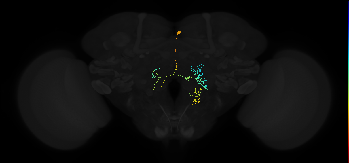 adult moonwalker descending neuron