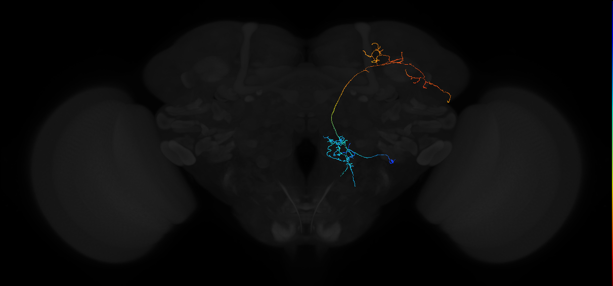 adult antennal lobe projection neuron VP2+SEZ lvPN 2
